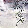asian/PurpleBamboo1-small