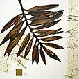 floral/BrownLeaf2-small