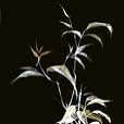 floral/GoldenBamboo1-small
