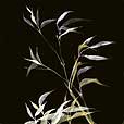 floral/GoldenBamboo2-small