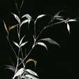 floral/GoldenBamboo3-small
