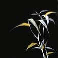 floral/GoldenBamboo4-small
