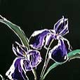 floral/IrisPurple