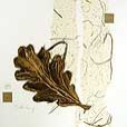 floral/LeafOak-small
