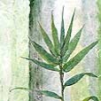 floral/TallPalmLeaf2-small