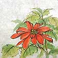 licensing/Poinsettia2-small