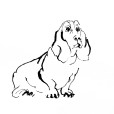 BassetHound1