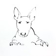 BullTerrier1