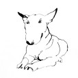 BullTerrier2