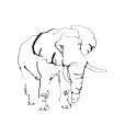 Elephant2