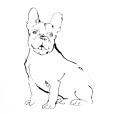 FrenchBulldog2