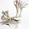 GildedCaribou1