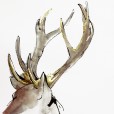 GildedDeer