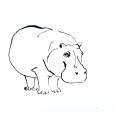 Hippo1