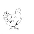 LineChicken1