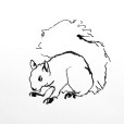 LineSquirrel1