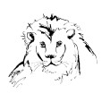 Lion1