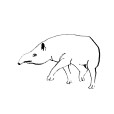 Tapir1