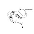 WaterBuffalo1