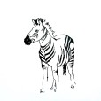 Zebra1