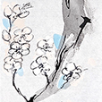 BlossomWhite1