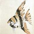 Fish Angel - I