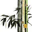 ContemporaryBamboo1