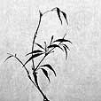Delicate Bamboo 2