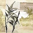 LandscapeBamboo3