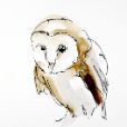 BarnOwl1