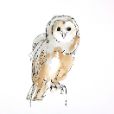 BarnOwl10