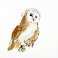 BarnOwl5