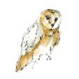 BarnOwl8