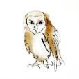 BarnOwl9