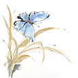 ButterflyBlue1