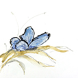 ButterflyBlue2