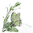 ButterflyGreen2
