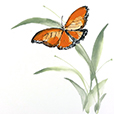 ButterflyOrange1
