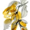 AmberMagnolia1