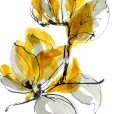 AmberMagnolia2