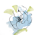 AnemoneBlueToo2