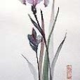 AsianIris