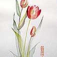 AsianTulip