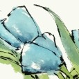 BlueTulip1