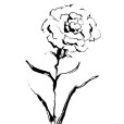 Carnation1