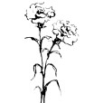 Carnation2