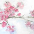 CherryBlossoms1