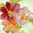 Cosmos2