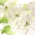 CremeClematis