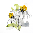 CrosbyConeFlower1
